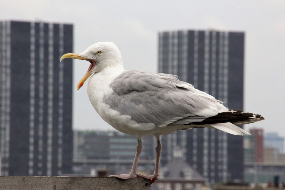 Zilvermeeuw - Vogels - Zilvermeeuw