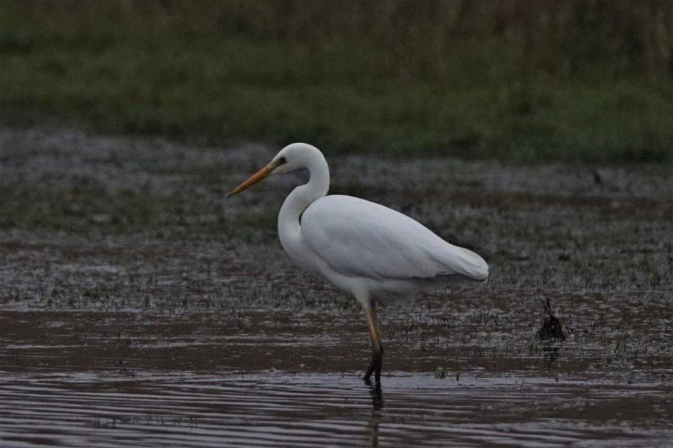 Zo veel geduld - Vogels - Grote, zilverreiger