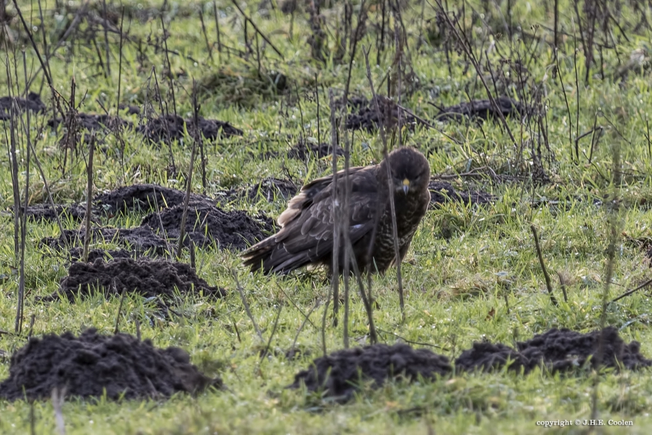 Zoek de mol - Vogels - Buizerd