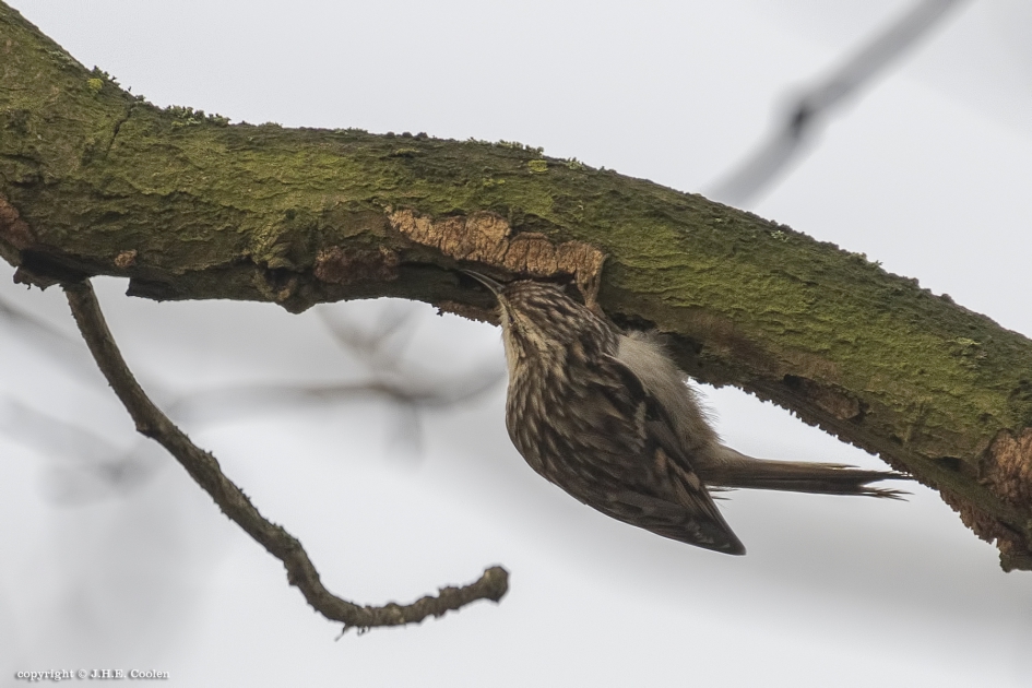 Zowel - Vogels - Boomkruiper