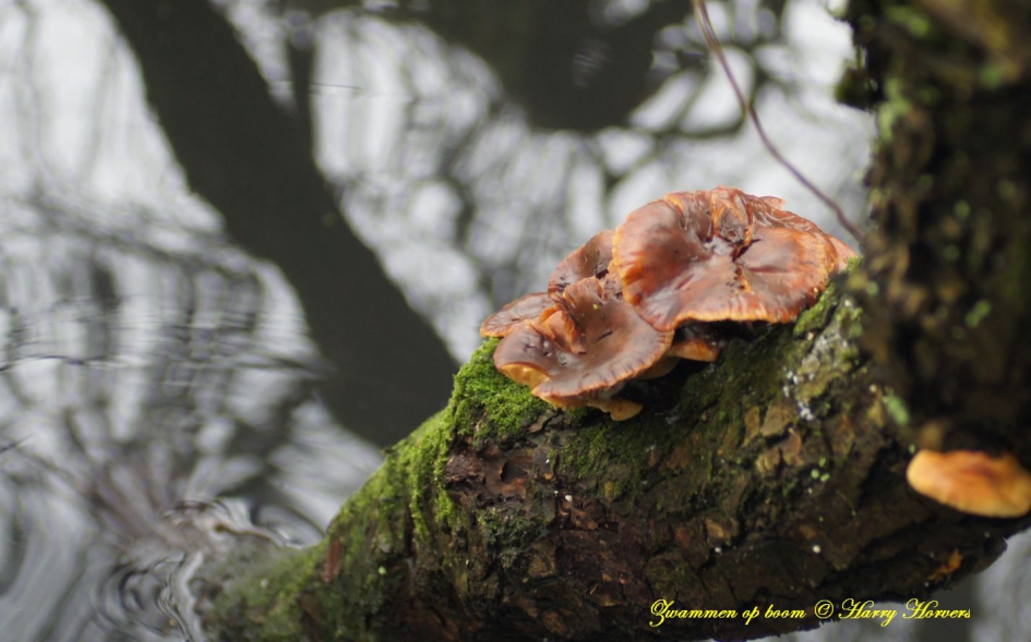 Zwammen op boom - Schimmels - 