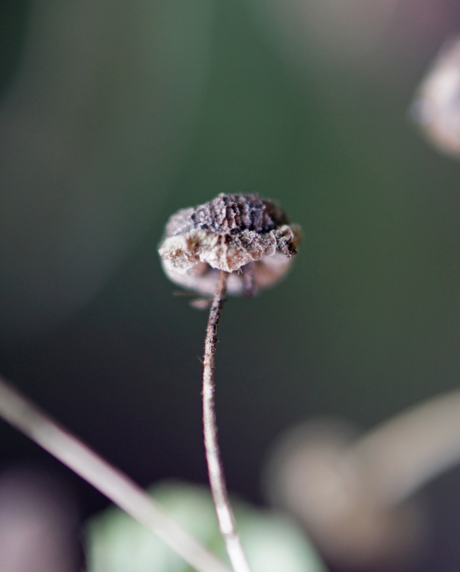 Zwammetje? - Planten - 