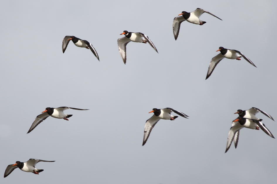 zwart-wit team - Vogels - 