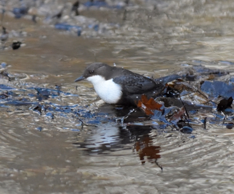 Zwartbuik Waterspreeuw  op Texel
