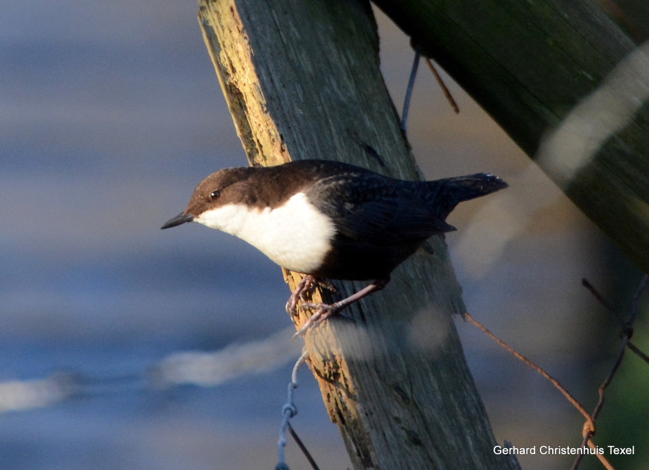 Zwartbuikwaterspreeuw op Texel   2018 - Vogels - Zwartbuikwaterspreeuw