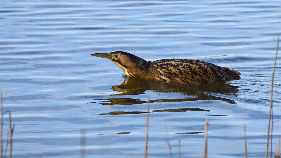 Zwemmende roerdomp - Vogels - Roerdomp