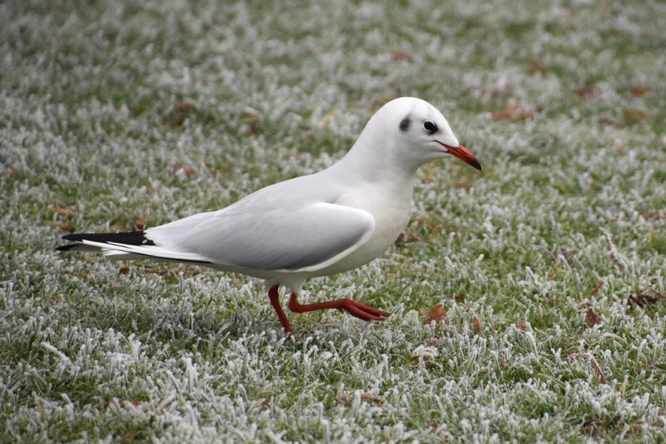 Aan de wandel.. - Vogels - 