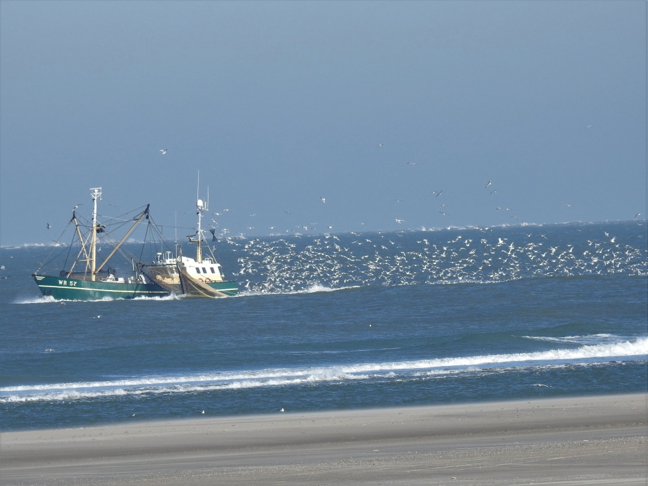 Achtervolgd door een zwerm meeuwen - Weer en landschap - 
