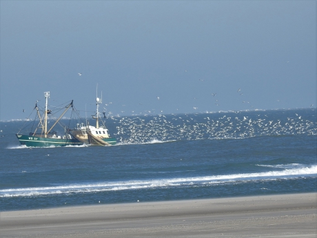 Achtervolgd door een zwerm meeuwen
