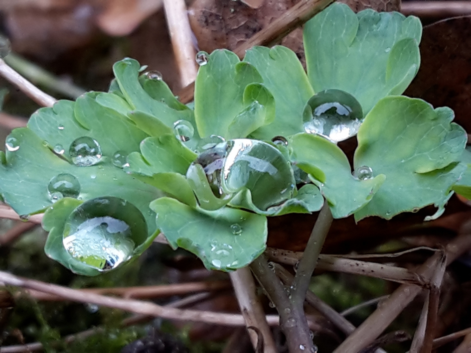 Akelei - Planten - Akelei