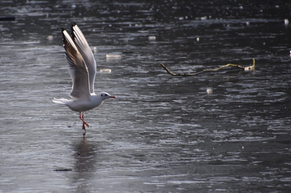 Al glijdend landen... - Vogels - 