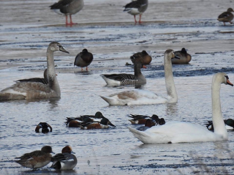 Allemaal ijs op het water