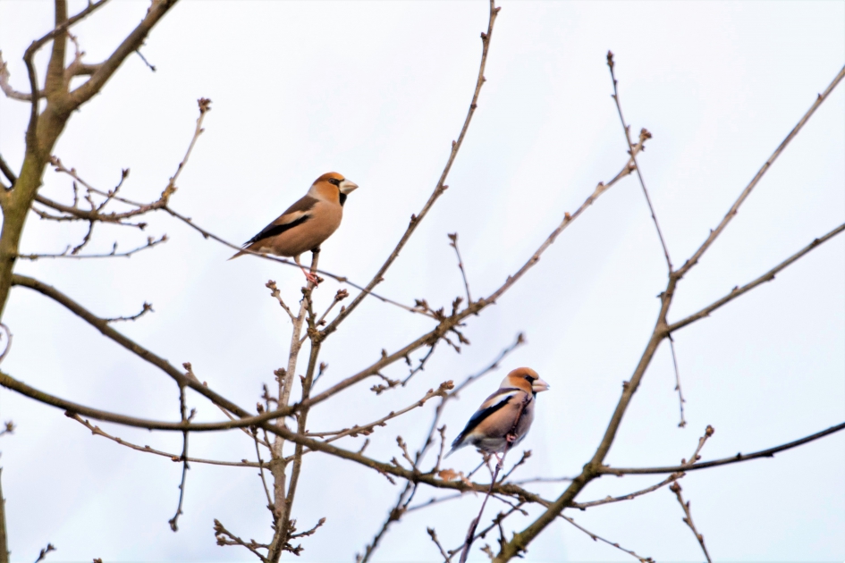 Appelvinken in Apeldoorn - Vogels - 