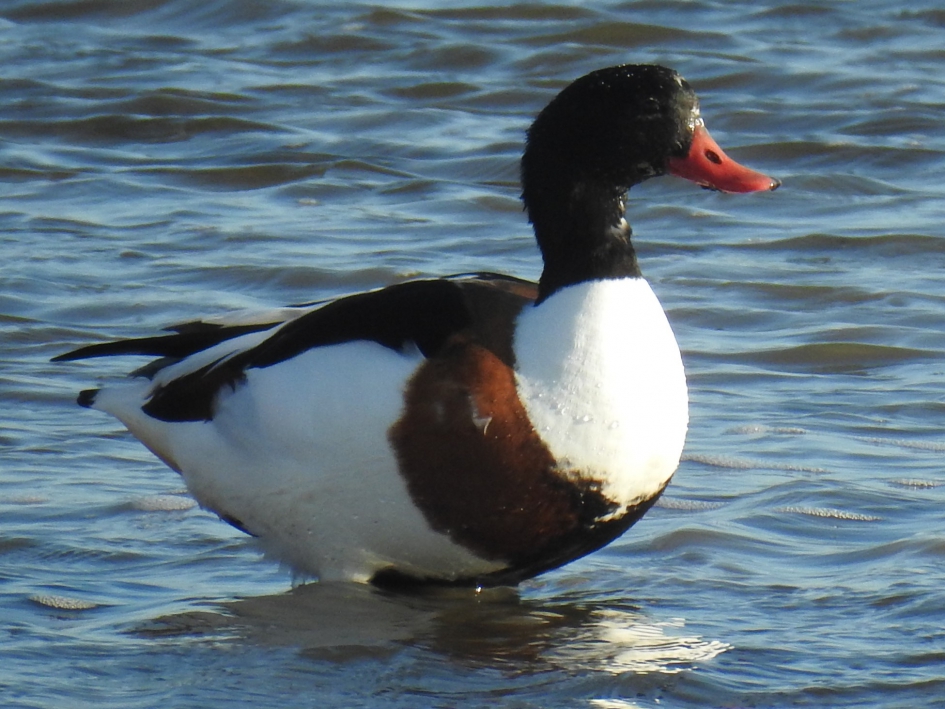 Bergeend van dichtbij - Vogels - Bergeend