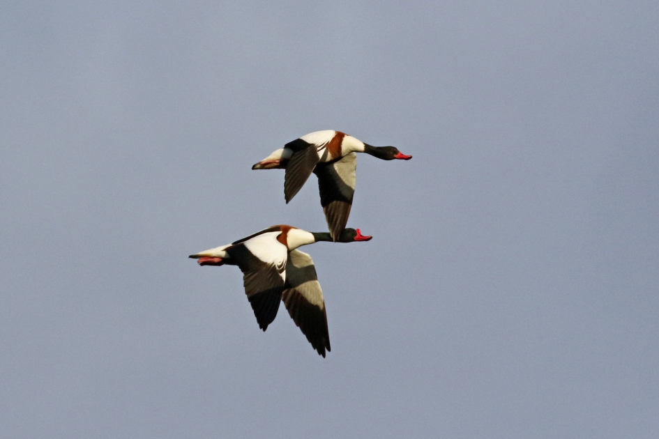 Bergeenden - Vogels - 
