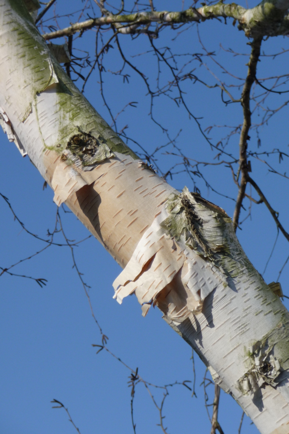 Berkenbast - Planten - 