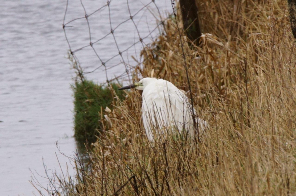 Bij komen - Vogels - Kleine zilverreiger