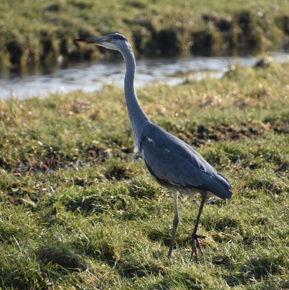 Blauwe reiger (2) - Vogels - 