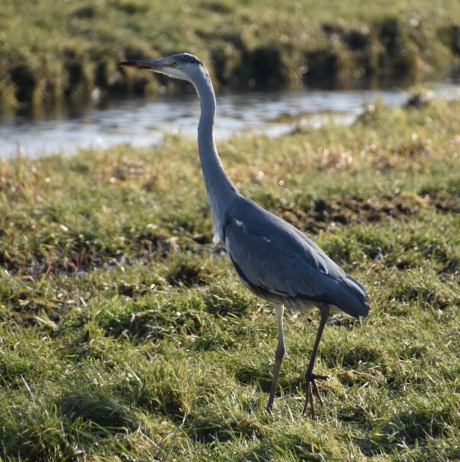 Blauwe reiger (2)