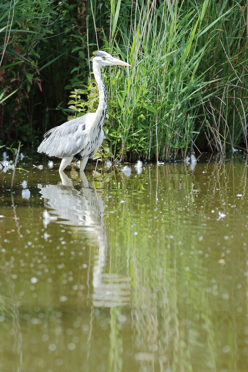 blauwe reiger - Vogels - 