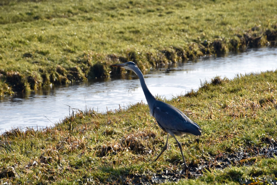 Blauwe reiger - Vogels - 