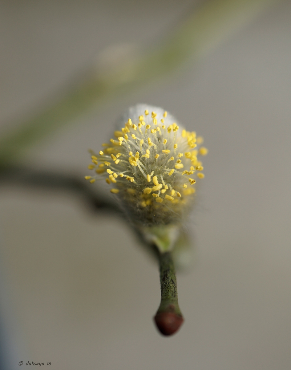 Bloeiend wilgenkatje - Planten - 