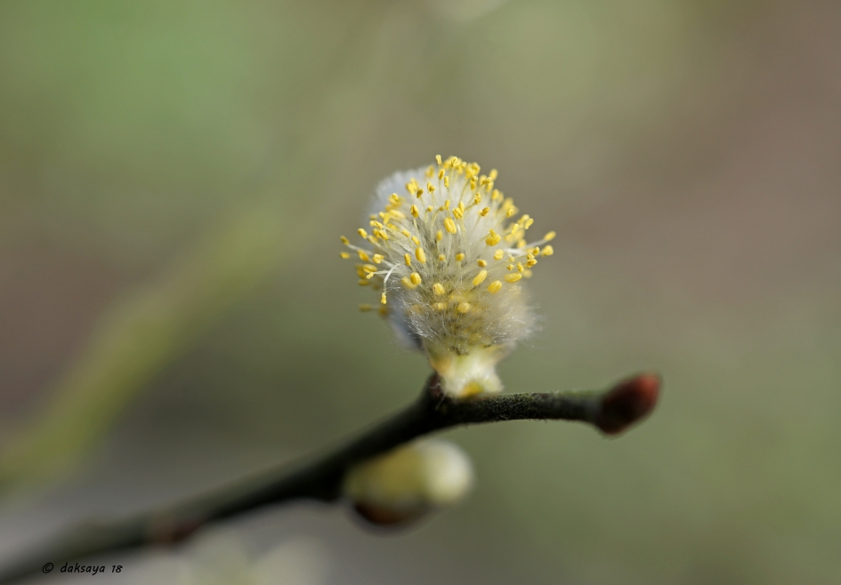 Bloeiend wilgenkatje - Planten - 
