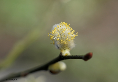 Bloeiend wilgenkatje