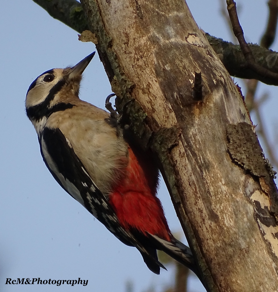 Bonte specht - Vogels - Bonte specht