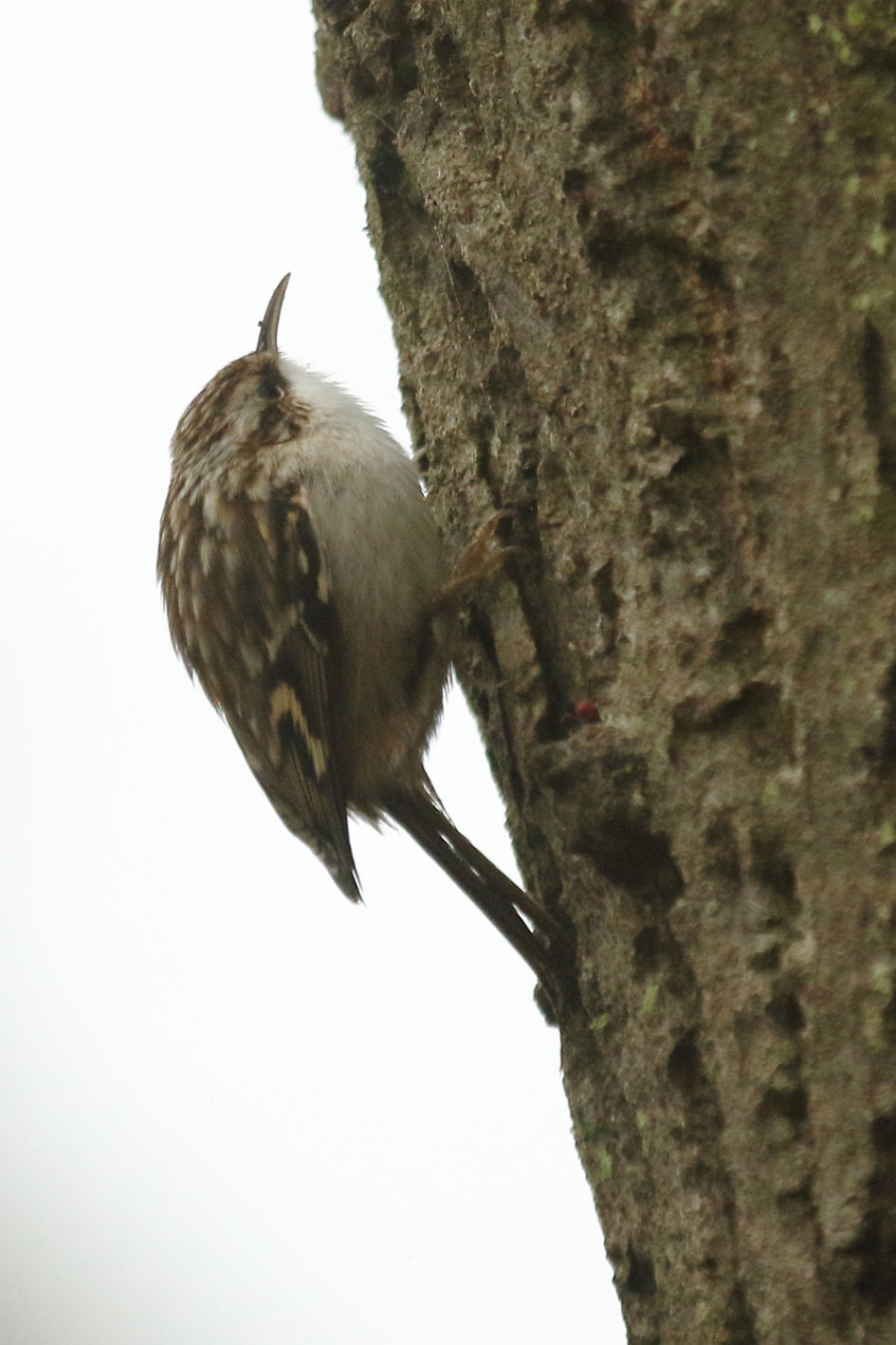 boomkruiper - Vogels - 