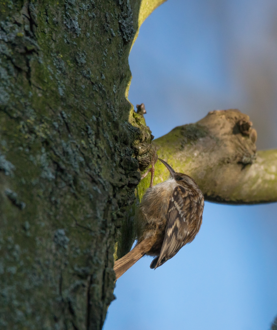 Boomkruiper - Vogels - Boomkruiper