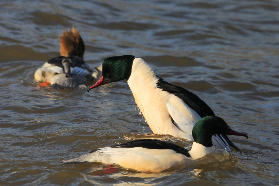 Boterbuiken in actie - Vogels - Grote Zaagbek