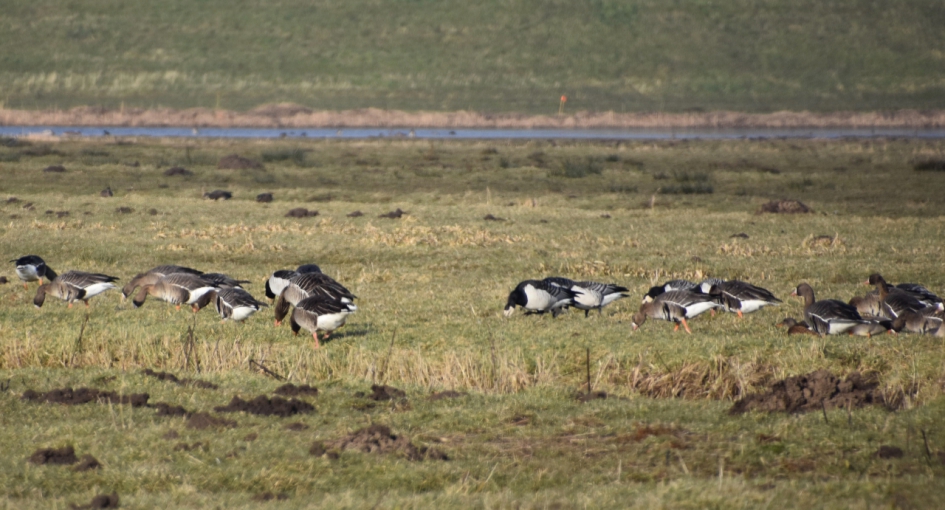 Brandganzen en ... - Vogels - 