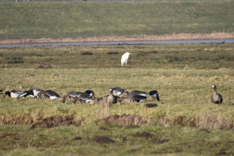 Brandganzen en dwergganzen