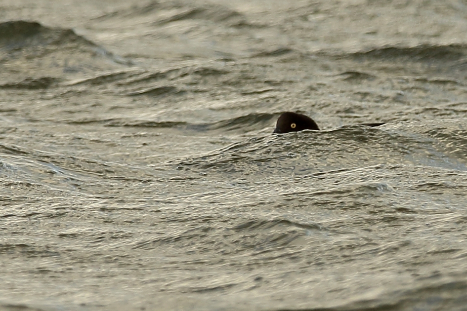 brilduiker -v- - Vogels - 