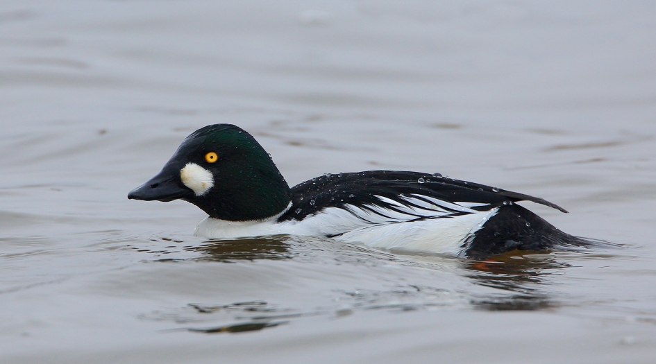 Brilduiker - Vogels - Brilduiker