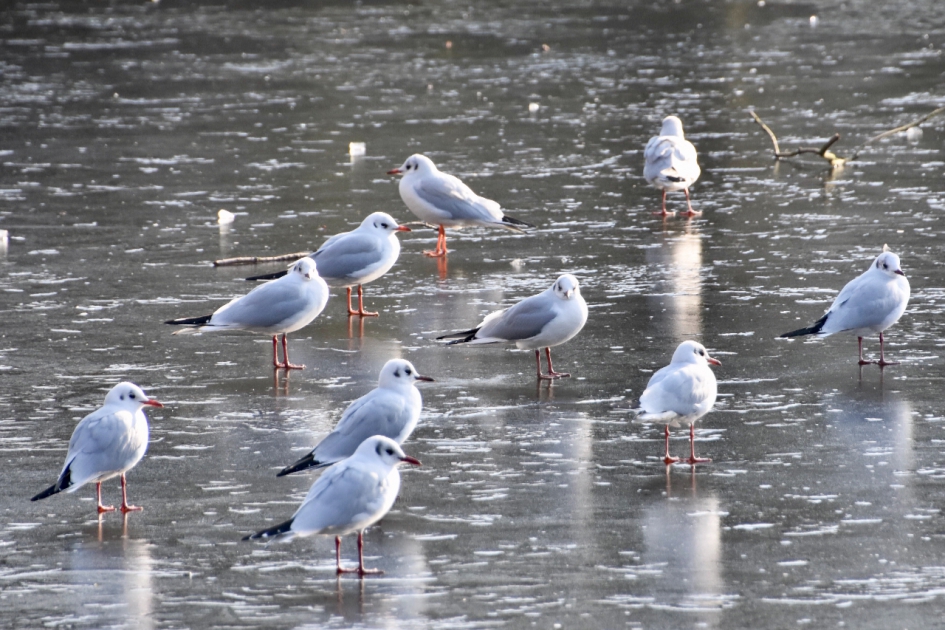 Brrrr - Vogels - Kokmeeuwen