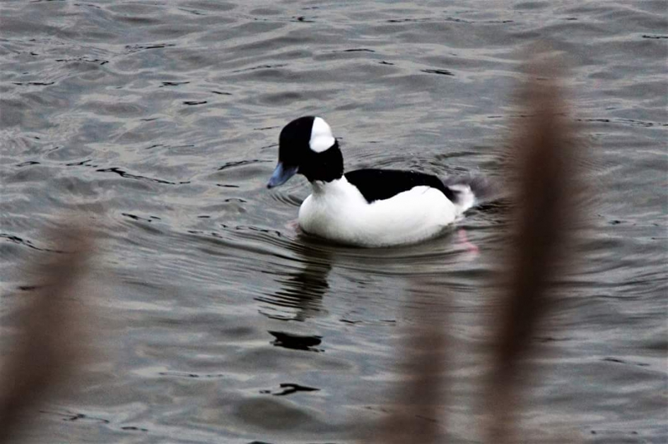 Buffelkop eend - Vogels - Buffelkop eend
