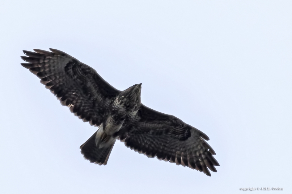 Buizerd - Vogels - Buizerd