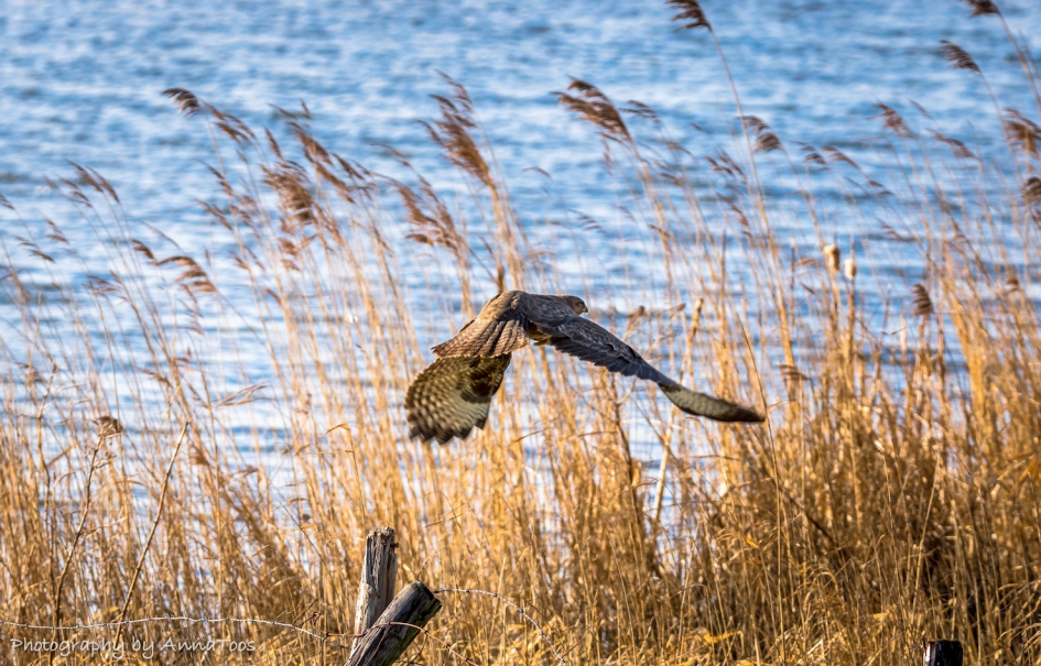 Buizerd - Vogels - Buizerd