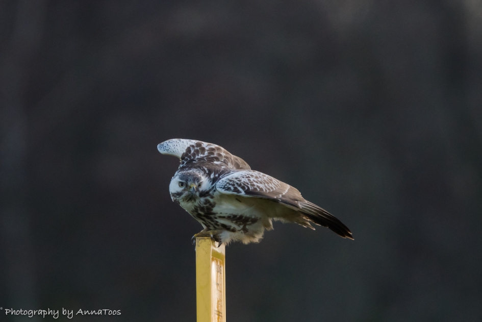 Buizerd - Vogels - Buizerd