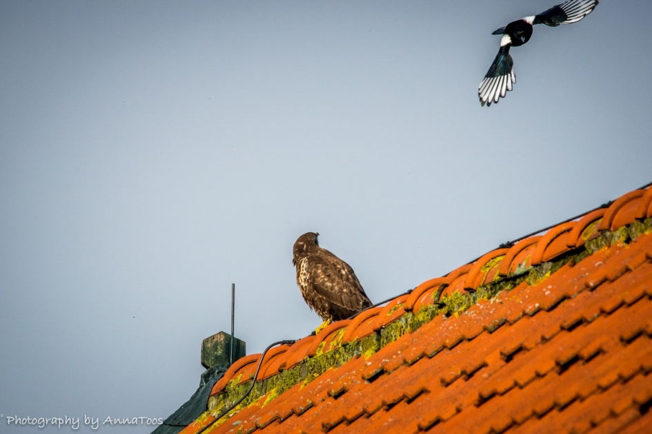 Buizerd - Vogels - Ekster