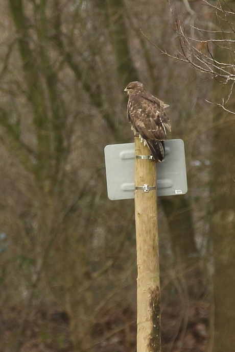 buizerd