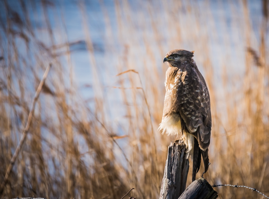 Buizerd - Vogels - Buizerd