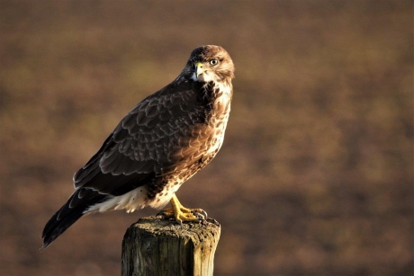 Buizerd