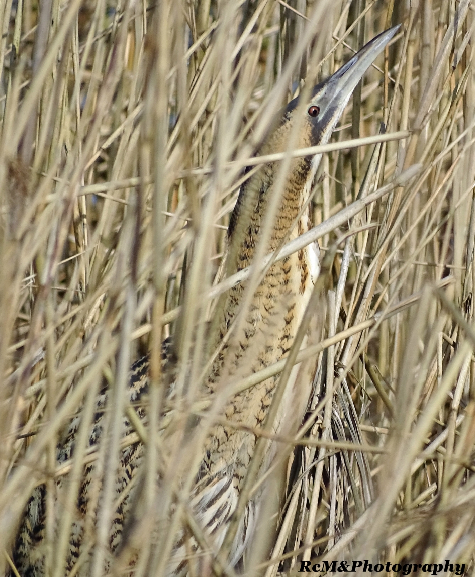 Camouflage van de Roerdomp. - Vogels - Roerdomp