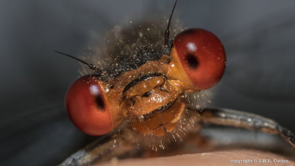 Carnaval - Geleedpotigen - Juffer
