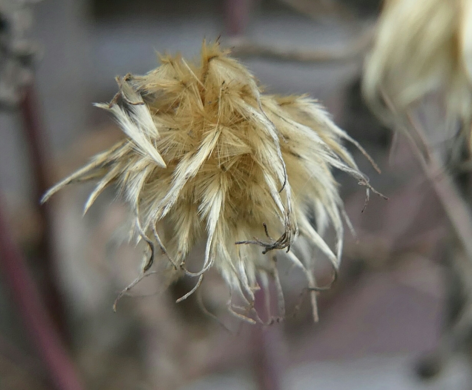 Clematis - Planten - Clematis