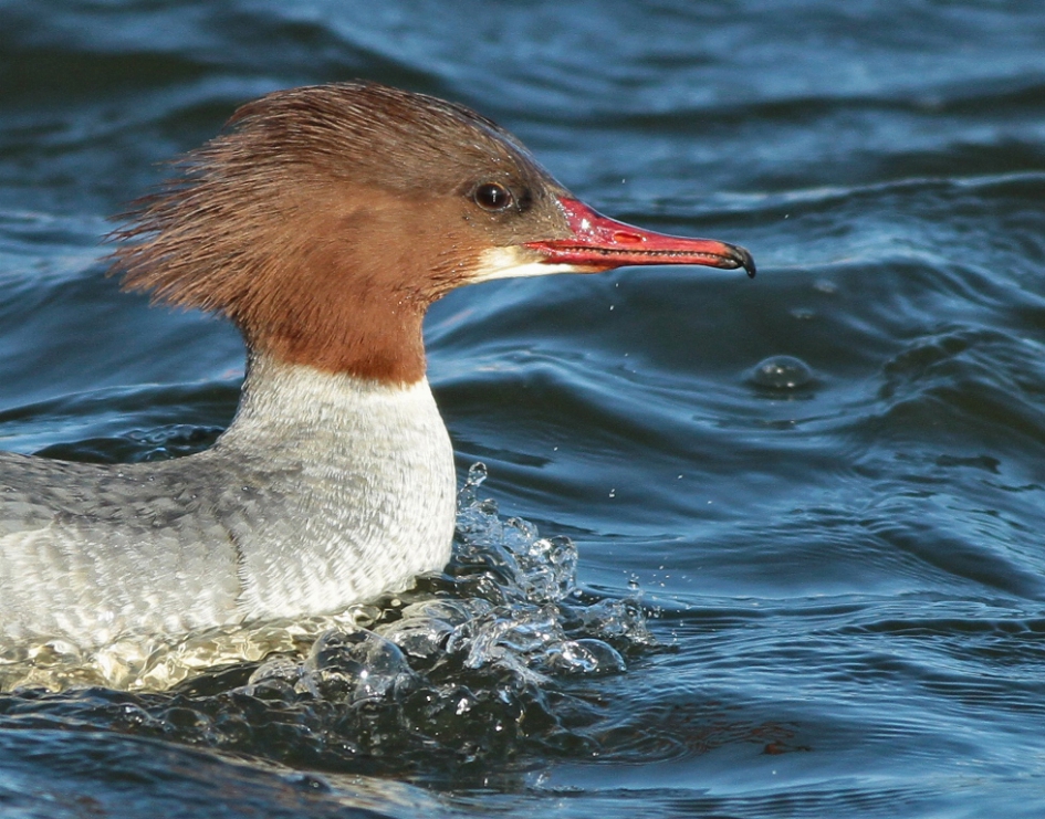 Daarom dus... - Vogels - Grote Zaagbek