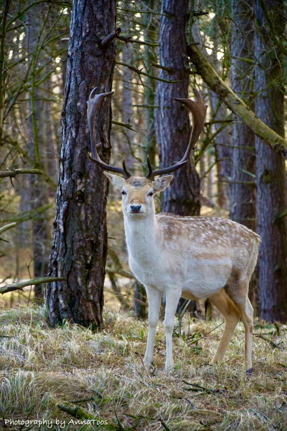 Damhert - Zoogdieren - Damhert